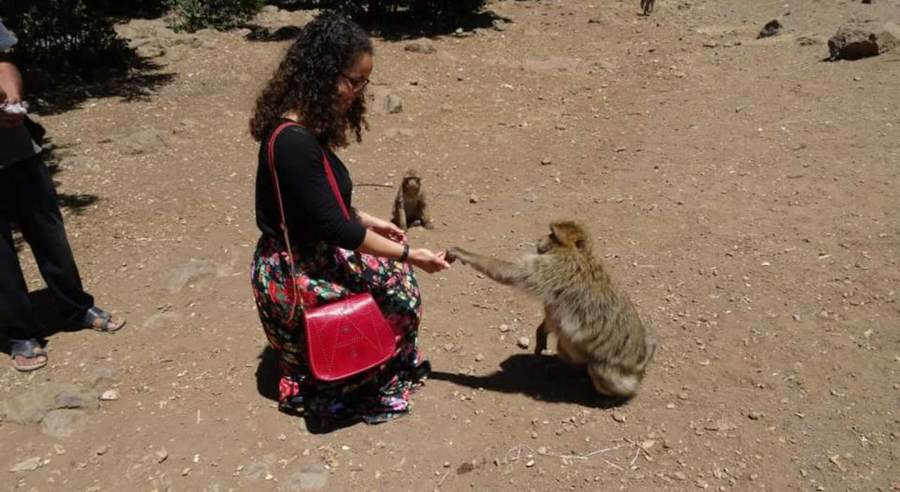 Moyen Atlas: ces petits singes gourmands ont toujours faim!