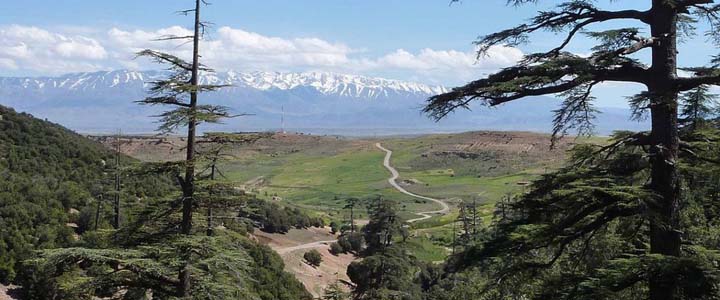 Un coup d'œil à travers les majestueux cèdres à travers les hautes plaines jusqu'au haut Atlas enneigé